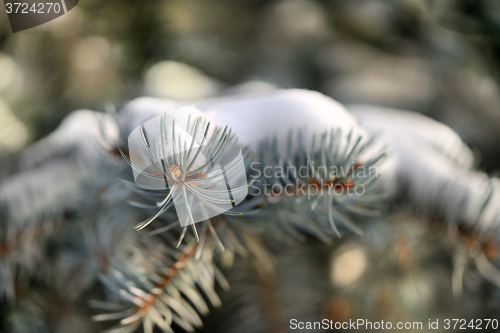 Image of  needles of spruce tree