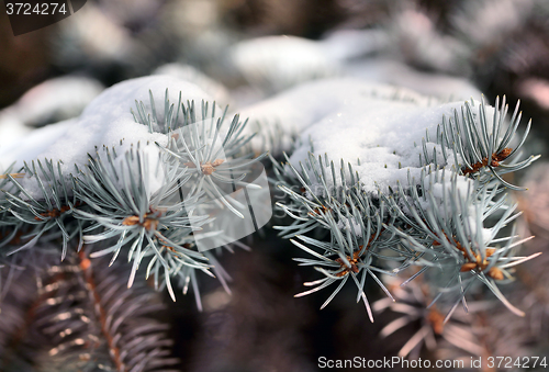 Image of  needles of spruce tree