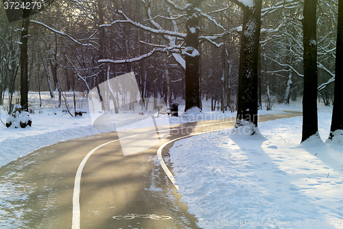 Image of Beautiful winter forest