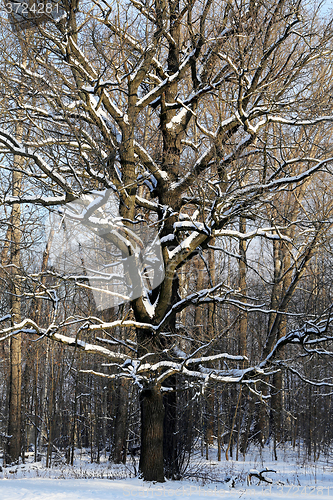 Image of Beautiful big tree