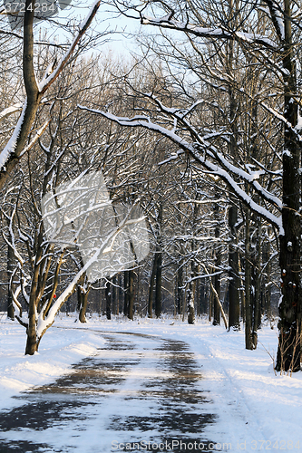 Image of Beautiful winter forest