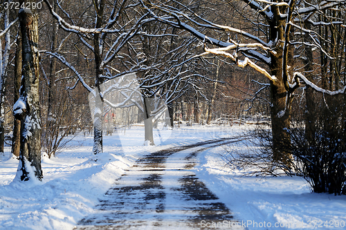 Image of Beautiful winter forest