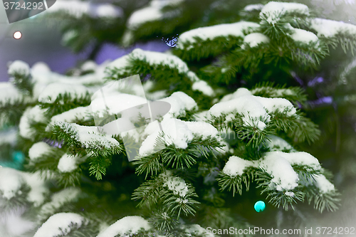 Image of Spruce branches in the snow. card