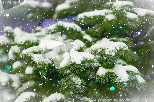 Image of Spruce branches in the snow. card