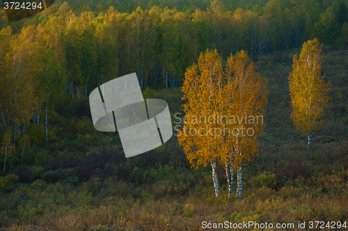 Image of beauty autumn morning