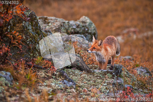 Image of Red fox in autumn