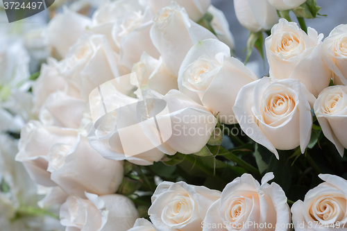 Image of white roses as a floral background