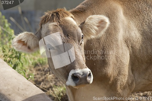 Image of Calf