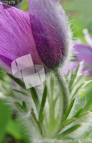 Image of Spring flower