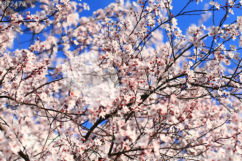 Image of Cherry blossom