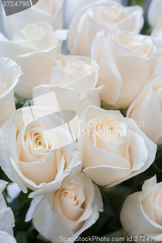 Image of white roses as a floral background