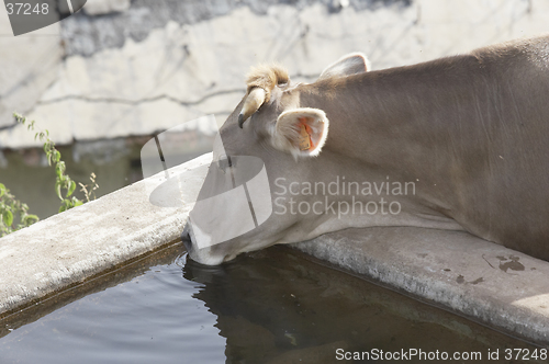 Image of Cow