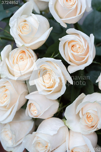 Image of white roses as a floral background