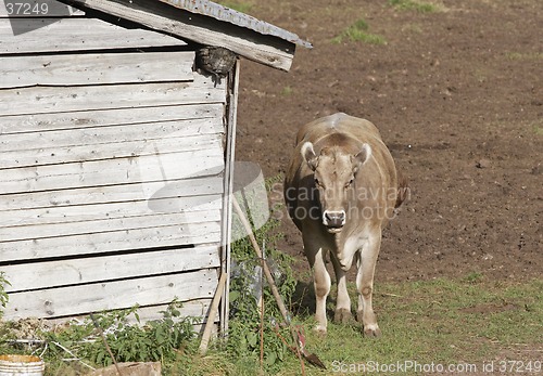 Image of Calf