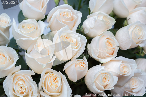 Image of white roses as a floral background