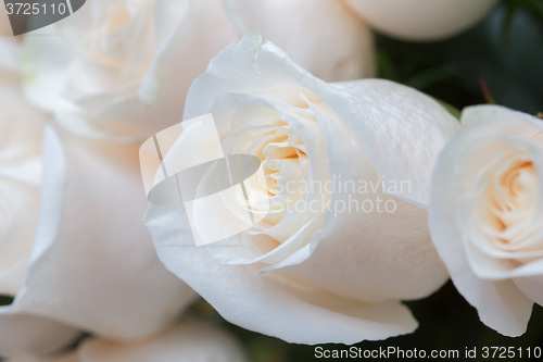 Image of white roses as a floral background
