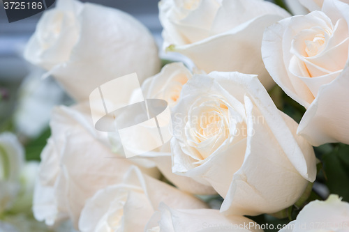 Image of white roses as a floral background