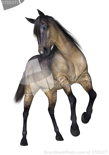 Image of Grulla Horse on White