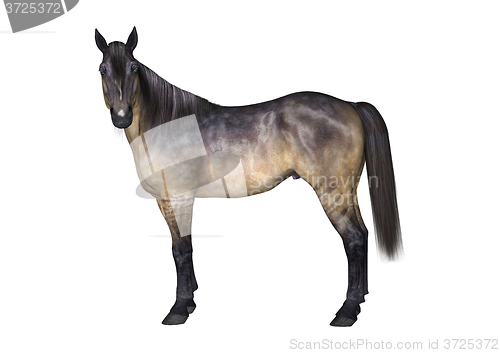 Image of Grulla Horse on White