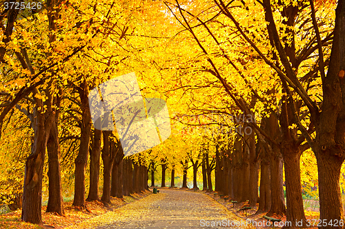 Image of Autumn lime alley