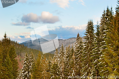 Image of Winter Carpathians Mountains landscape