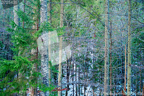 Image of Winter forest, background