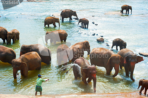 Image of Elephants bathing, Sri Lanka