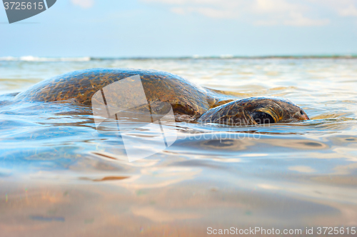 Image of Ocean turtle