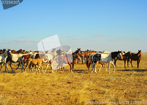 Image of Crimea horses