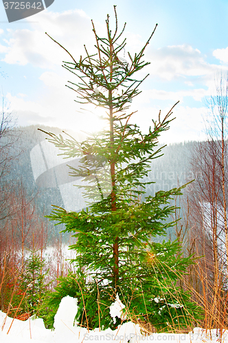 Image of Bright winter fir tree