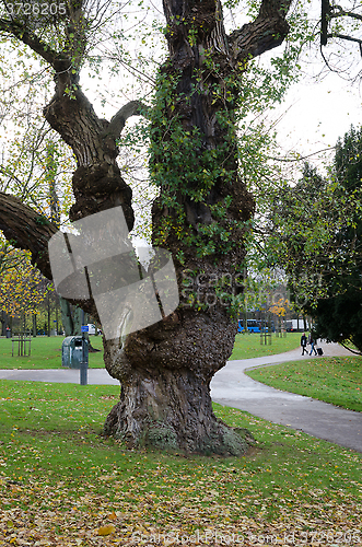 Image of one old tree in Gothenburg city