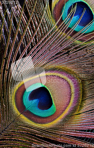 Image of Peacock feather (detail of eyespot)