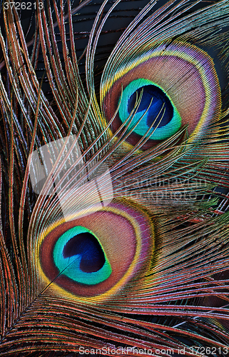 Image of Peacock feather (detail of eyespot)