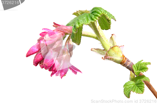 Image of Currant spring blooming branch with fresh leaves and red flowers