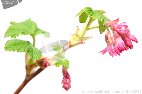Image of Ribes sanguineum currant spring blossom purple flowers on branch