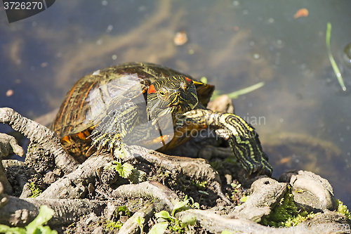 Image of Red Eared Turtle