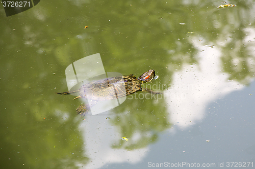 Image of Red Eared Turtle