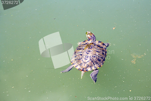 Image of Red Eared Turtle