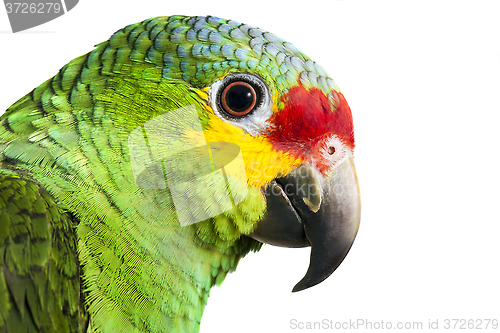 Image of Amazon Parrot