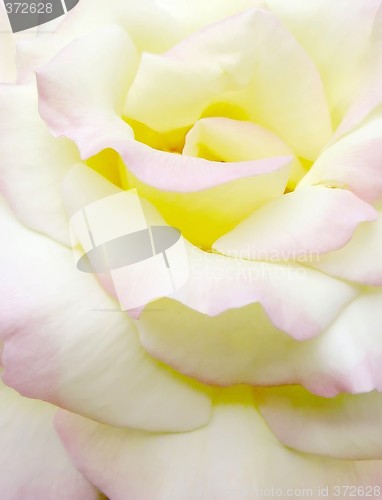 Image of White rose