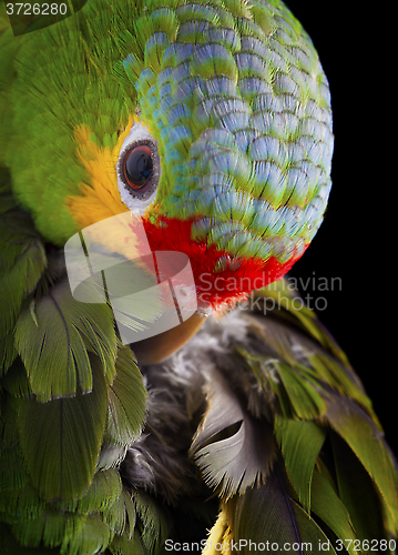 Image of Amazon Parrot