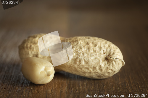 Image of Peanut on a table