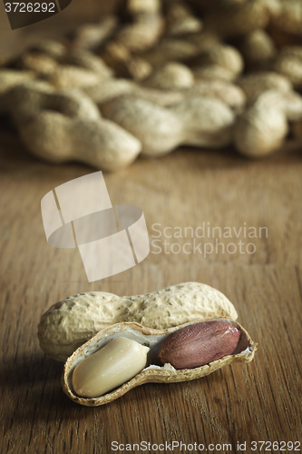 Image of Peanut on a table