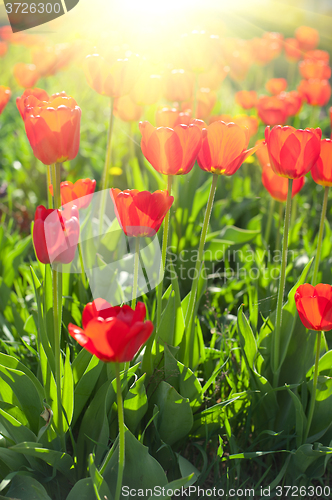 Image of Field of red colored tulips 