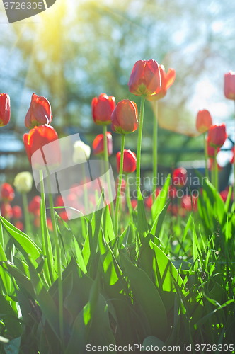 Image of Field of red colored tulips 
