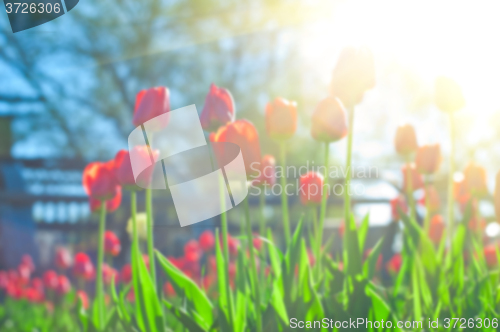 Image of Blurred background of red colored tulips