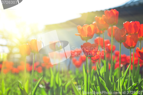 Image of Field of red colored tulips 