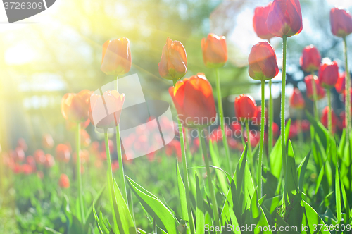 Image of Field of red colored tulips 