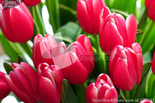 Image of Tulips