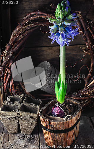 Image of Spring blooming hyacinth